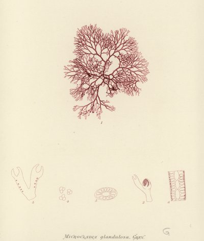 British Sea-Weed by English School